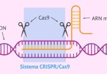 Craspase:一种新的更安全的“CRISPR – Cas系统”,可编辑基因和蛋白质 CRISPR - Cas系统基因基因组编辑