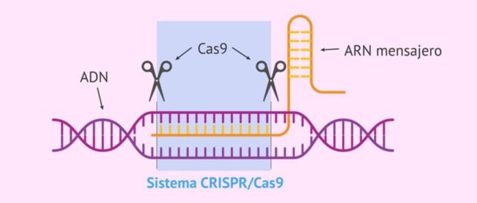 CRISPR - Modifica del genoma del gene del sistema Cas