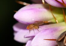 Nicht-parthenogenetische Tiere gebären nach der Gentechnik „Jungfrauen“. Nicht-parthenogenetische Drosophila gebären nach der Gentechnik „Jungfrauen“.