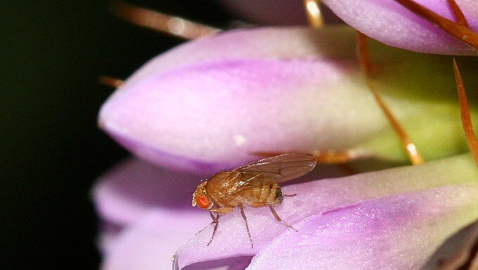Drosophila jopartenogjenetike japin "lindje të virgjëra" pas inxhinierisë gjenetike