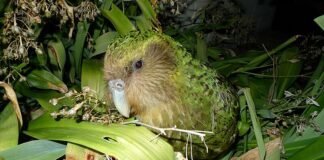 Pappagallo Kākāpō (pappagallo gufo)