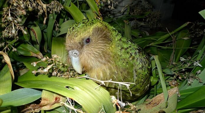 Kākāpō papagáj (bagolypapagáj)