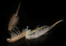 Paano nabubuhay ang Brine Shrimps sa mataas na asin na tubig Paano nabubuhay ang Brine Shrimps sa mataas na asin na tubig