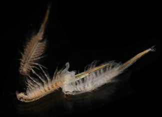 Как саламурените скариди оцеляват в силно солени води Как саламурените скариди оцеляват в силно солени води