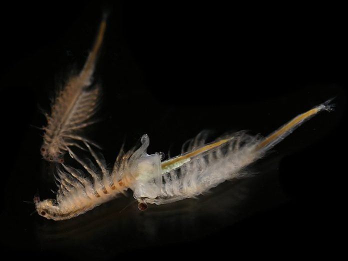 Hvordan artemia overlever i meget saltholdige vande