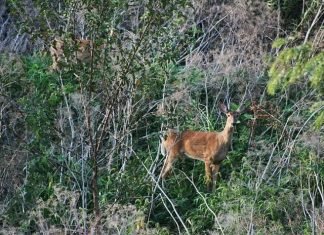 Prioni: Risc de boală cronică irosită (CWD) sau boala cerbului zombi Prioni: Risc de boală cronică irosită (CWD) sau boala cerbului zombi