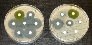 Устойчивость к противомикробным препаратам (УПП): новый антибиотик зосурабальпин (RG6006) демонстрирует многообещающие результаты в доклинических испытаниях