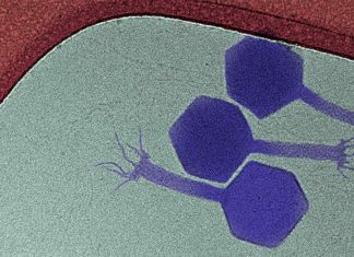 Парид: нов вирус (бактериофаг) кој се бори против заспаните бактерии толерантни на антибиотици