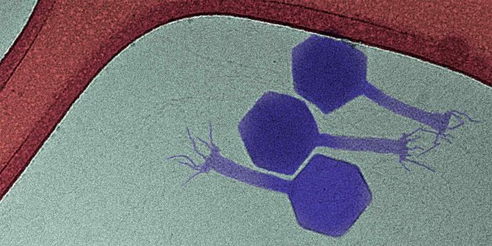 Paride: un nuovo virus (batteriofago) che combatte i batteri dormienti resistenti agli antibiotici