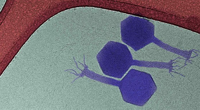 Paride: En ny virus (bakteriofag), der bekæmper antibiotika-tolerante sovende bakterier