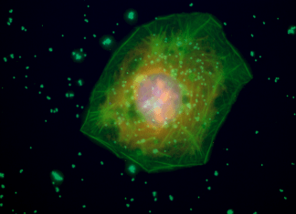 Bottled water contains about 250k Plastic particles per litre, 90% are Nanoplastics Bottled water contains about 250k Plastic particles per litre, 90% are Nanoplastics