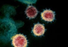 新型コロナウイルス感染症（COVID-19）：JN.1亜変異体はより高い伝播性と免疫回避能力を有する