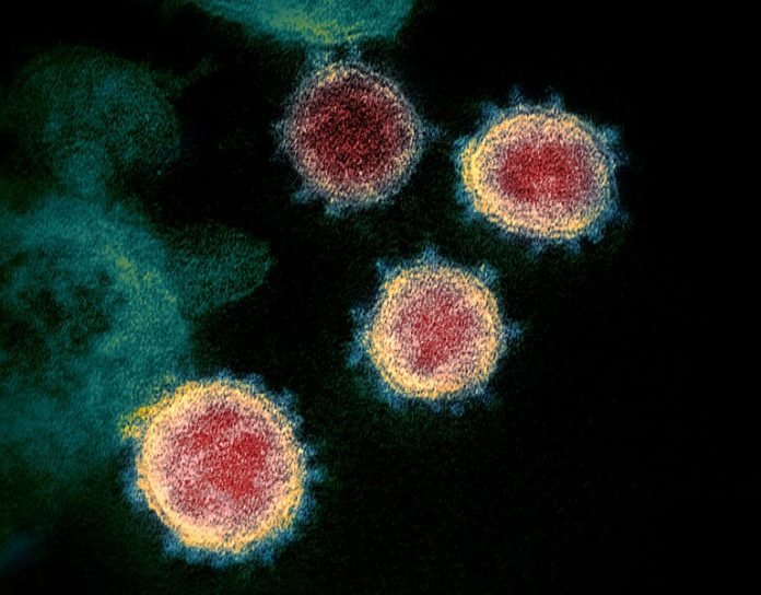 СОВИД-19: Подваријантата JN.1 има поголема преносливост и имунолошка способност за бегство