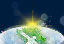 LignoSat2 estará fabricado en madera de Magnolia LignoSat2 estará fabricado en madera de Magnolia