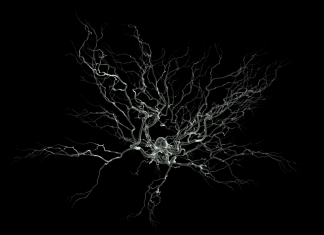 La biostampa 3D assembla per la prima volta il tessuto funzionale del cervello umano