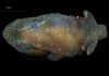 Pleurobranchaea britannica: Új tengeri csigafajt fedeztek fel az Egyesült Királyság vizein