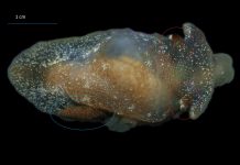 Pleurobranchaea britannica: Apvienotās Karalistes ūdeņos atklāta jauna jūras gliemežu suga