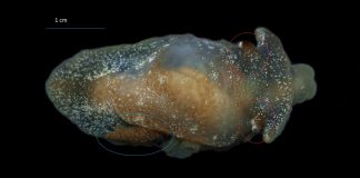 Pleurobranchaea britannica：在英国水域发现的一种新海蛞蝓