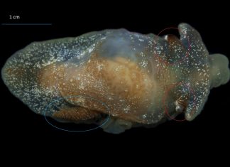 Pleurobranchaea britannica: Ühendkuningriigi vetest avastati uus merenälkjasliik Pleurobranchaea britannica: Ühendkuningriigi vetest avastati uus merenälkjasliik