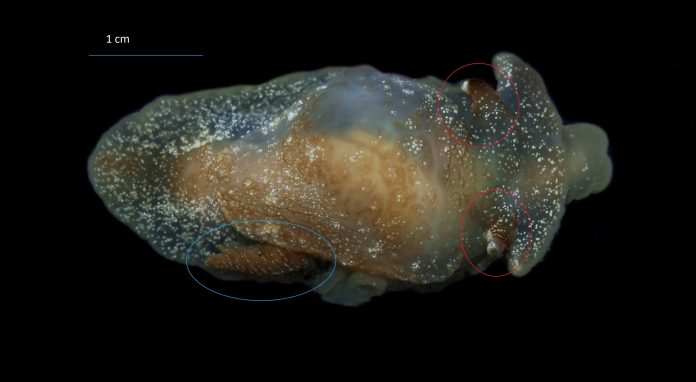 Pleurobranchaea britannica: Нов вид морски охлюв, открит във водите на Обединеното кралство