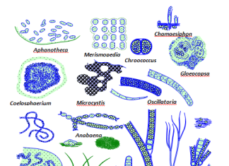 Descubrimiento del nitroplasto de orgánulo celular fijador de nitrógeno en un alga eucariótica