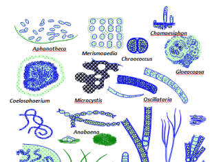 Discovery of Nitrogen-Fixing Cell-organelle Nitroplast in a Eukaryotic Algae Discovery of Nitrogen-Fixing Cell-organelle Nitroplast in a Eukaryotic Algae