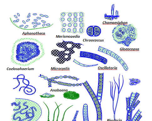 Scoperta del nitroplasto di organelli cellulari che fissano l'azoto in un'alga eucariotica