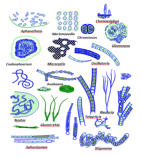 Ontdekking van stikstofbindende sel-organel nitroplast in 'n eukariotiese alge