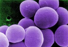 Антибиотик Zevtera (Ceftobiprole medocaril), одобрен от FDA за лечение на CABP, ABSSSI и SAB