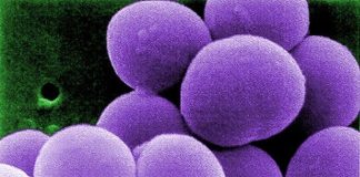Antibioticum Zevtera (Ceftobiprole medocaril) goedgekeurd door de FDA voor de behandeling van CABP, ABSSSI en SAB