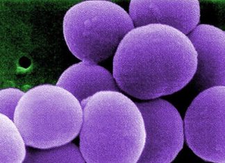 Antibiótico Zevtera (Ceftobiprole medocaril) aprobado por la FDA para el tratamiento de CABP, ABSSSI y SAB