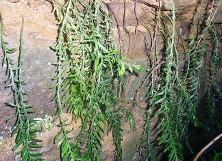 Fork Fern Tmesipteris Oblancolata possède le plus grand génome sur Terre Fork Fern Tmesipteris Oblancolata possède le plus grand génome jamais découvert sur Terre