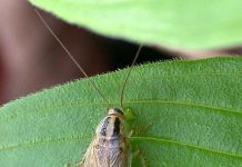 Нямецкі прусак Родам з Індыі або М'янмы Нямецкі прусак Родам з Індыі або М'янмы