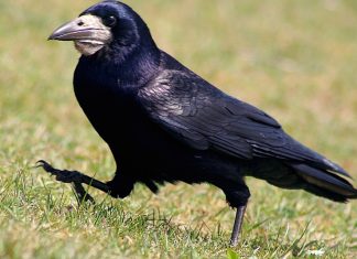 Враните могат да формират числова концепция и да планират вокализациите си Враните могат да формират числова концепция и да планират вокализациите си