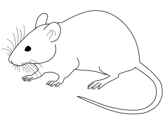 Ny totozy iray dia afaka mahatsapa izao tontolo izao amin'ny alàlan'ny neurônina nohavaozina avy amin'ny karazana hafa Ny totozy iray dia afaka mahatsapa izao tontolo izao amin'ny alàlan'ny neurônina nohavaozina avy amin'ny karazana hafa