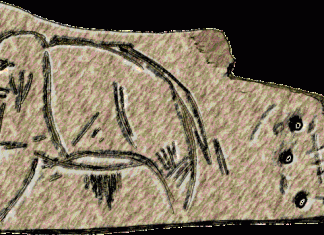 Fosile de cromozomi antici cu structura 3D intactă a mamutului lânos dispărut Fosile de cromozomi antici cu structura 3D intactă a mamutului lânos dispărut