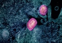 วัคซีน Monkeypox (Mpox): WHO เริ่มขั้นตอน EUL วัคซีน Monkeypox (Mpox): WHO เริ่มขั้นตอน EUL