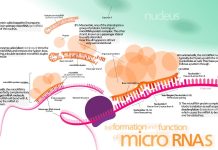 Prix Nobel de médecine 2024 pour la découverte du « microARN et du nouveau principe de régulation des gènes » Prix Nobel de médecine 2024 pour la découverte du microARN et un principe totalement nouveau de régulation des gènes