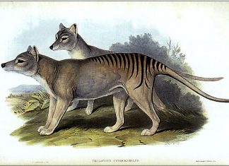 De-extinction and Species preservation: New milestones for resurrection of Thylacine (Tasmanian tiger) De-extinction and Species preservation: New milestones for resurrection of Thylacine (Tasmanian tiger)