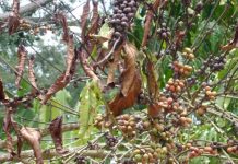 በፈንገስ መካከል "አግድም የጂን ሽግግር" ወደ "ቡና ዊልት በሽታ" ወረርሽኝ ምክንያት ሆኗል. በፈንገስ መካከል "አግድም የጂን ሽግግር" ወደ "ቡና ዊልት በሽታ" ወረርሽኝ ምክንያት ሆኗል.