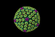 Genitalherpes-Infektion betrifft über 800 Millionen Menschen Genitalherpes-Infektion betrifft über 800 Millionen Menschen