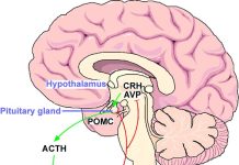 Ko nga Neurons i roto i te Hypothalamus mo nga raruraru moe e pa ana ki te ahotea Ko nga Neurons i roto i te Hypothalamus mo nga raruraru moe e pa ana ki te ahotea