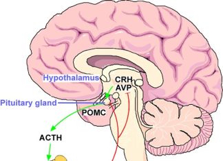 Nargetkeun Neuron dina Hipotalamus pikeun Gangguan Saré nu patali jeung Stress Nargetkeun Neuron dina Hipotalamus pikeun Gangguan Saré nu patali jeung Stress