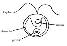 Sukunaarchaeum mirabile: ຊີວິດຂອງເຊວລູລາແມ່ນຫຍັງ? Sukunaarchaeum Mirabile: ຊີວິດຂອງເຊວລູລາແມ່ນຫຍັງ?