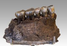 Neanderthals Performed Dental Caries Interventions 59,000 Years Ago Neanderthals performed Dental Caries Intervention 59,000 Years Ago