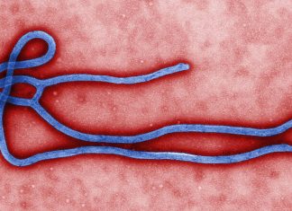Outbreak of Bundibugyo Ebolavirus in DR Congo and Uganda Outbreak of Bundibugyo virus in DR Congo and Uganda